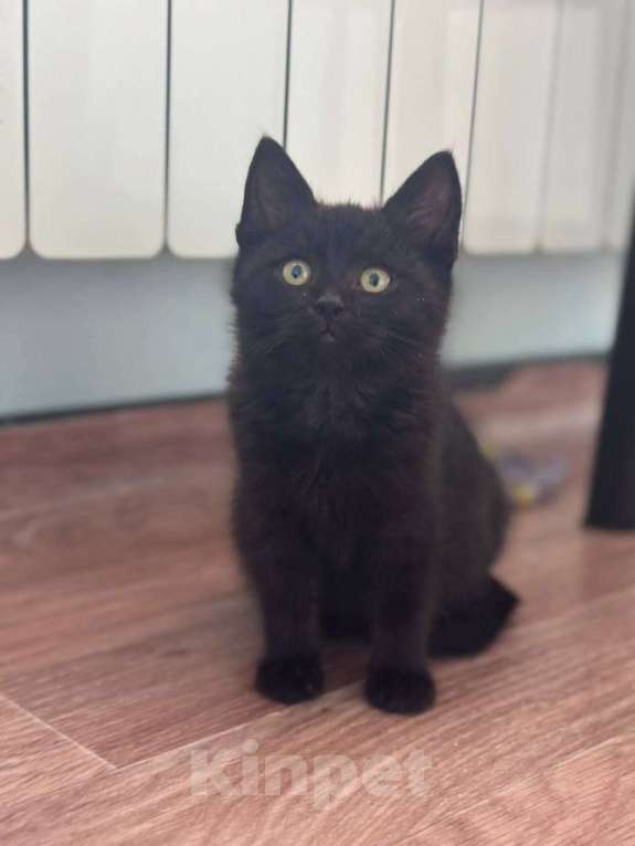 Кошки в Москве: котенок Агат ищет дом Мальчик, Бесплатно - фото 4