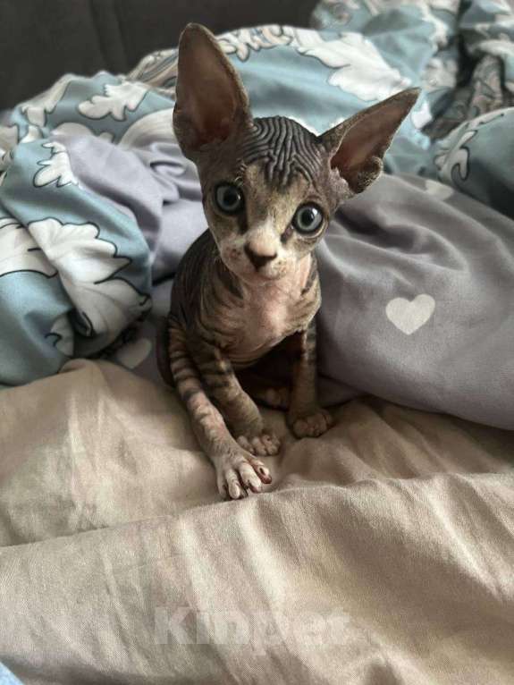 Кошки в Владимире: продам ребенка сфинкса Мальчик, 13 000 руб. - фото 3