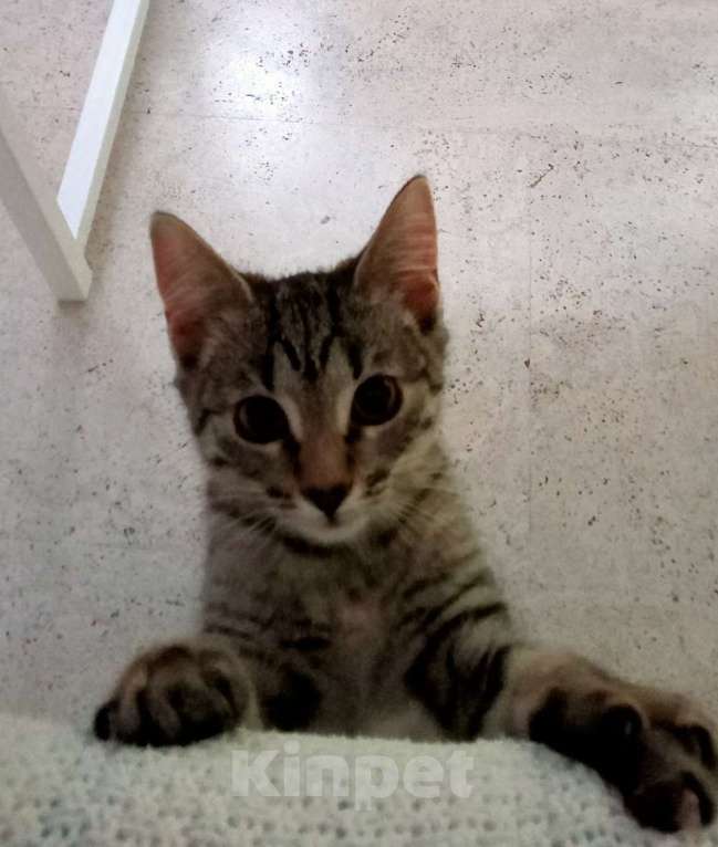 Кошки в Москве: Котенок Сима ищет дом и самых лучших хозяев Девочка, Бесплатно - фото 5