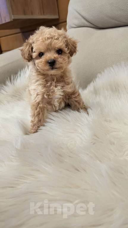 Собаки в Москве: Мальтипу мини Мальчик, 90 000 руб. - фото 3