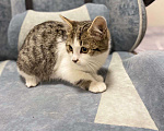 Кошки в Москве: Котенок Шерлок 3 месяца ищет дом Мальчик, Бесплатно - фото 3