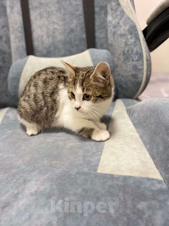 Кошки в Москве: Котенок Шерлок 3 месяца ищет дом Мальчик, Бесплатно - фото 3