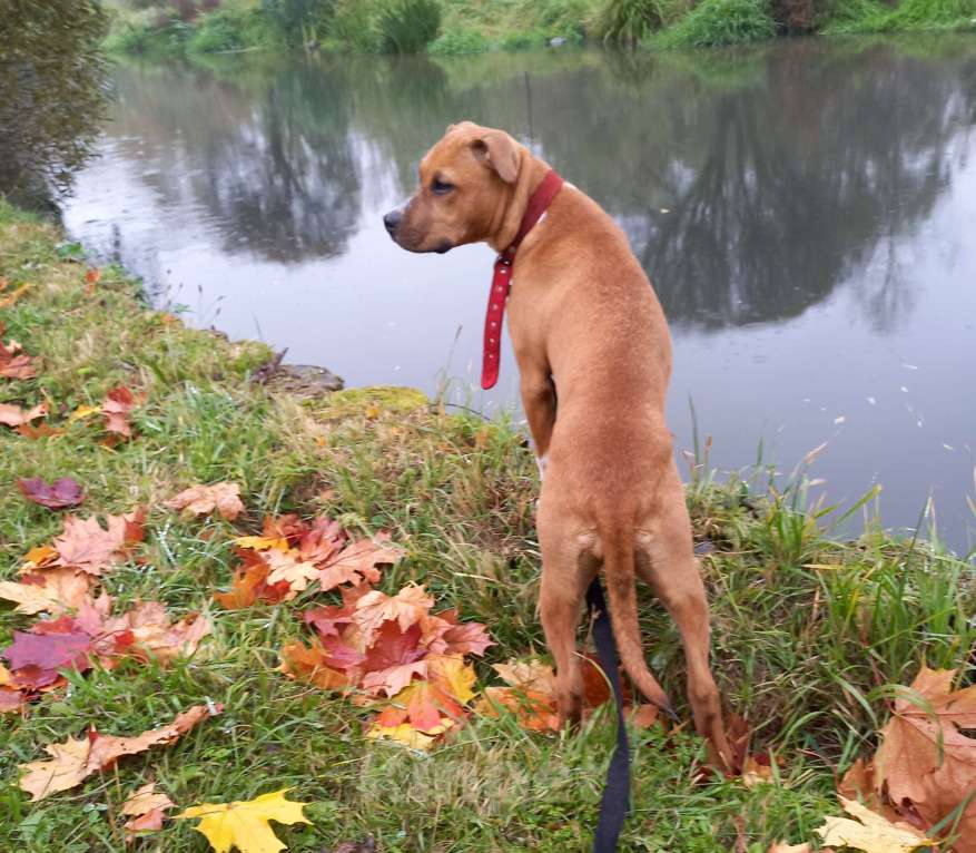 Собаки в Москве: Красивая умная девочка 5 мес. Девочка, 10 000 руб. - фото 1
