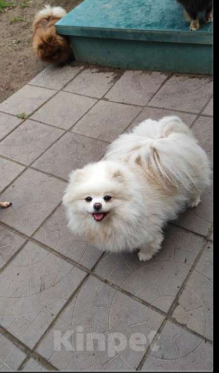 Собаки в Раменском: 💕Она шикарный компаньон.  Девочка, 1 000 руб. - фото 1