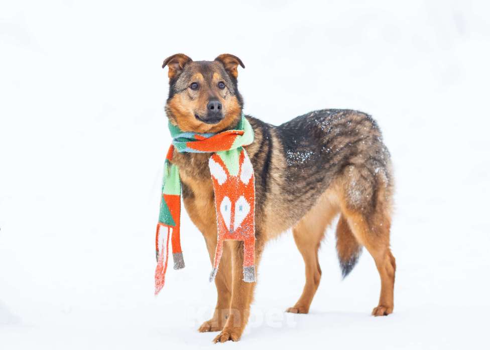 Собаки в других городах Московской области: Милая Алекса в поисках дома Девочка, Бесплатно - фото 4