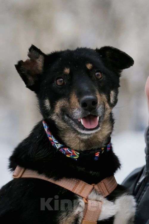 Собаки в Москве: Вива – не помнящая зла Девочка, Бесплатно - фото 2