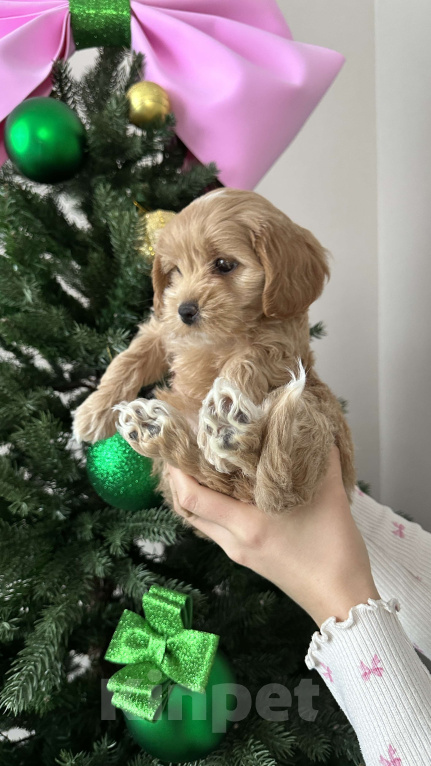 Собаки в других городах Краснодарского края: Мальтипу f1 мини девочка  Девочка, 100 000 руб. - фото 5