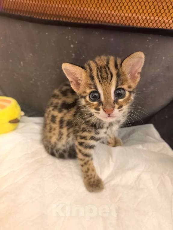 Кошки в Москве: Азиатская леопардовая кошка Девочка, Бесплатно - фото 2