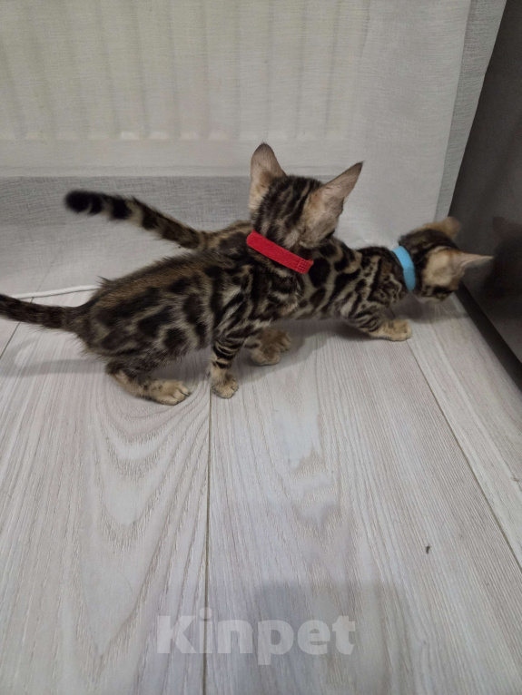 Кошки в Красногорске: Бенгалята Мальчик, 35 000 руб. - фото 3