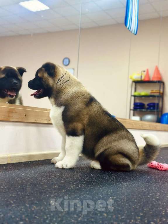 Собаки в Москве: Шикарная девочка Американской Акиты Девочка, 60 000 руб. - фото 4