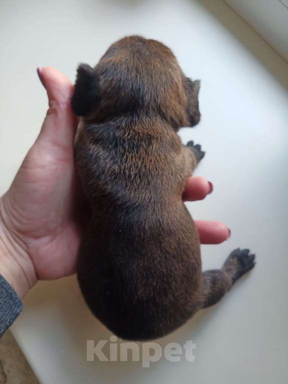 Собаки в Светлограде: Девочка  Девочка, 12 000 руб. - фото 1