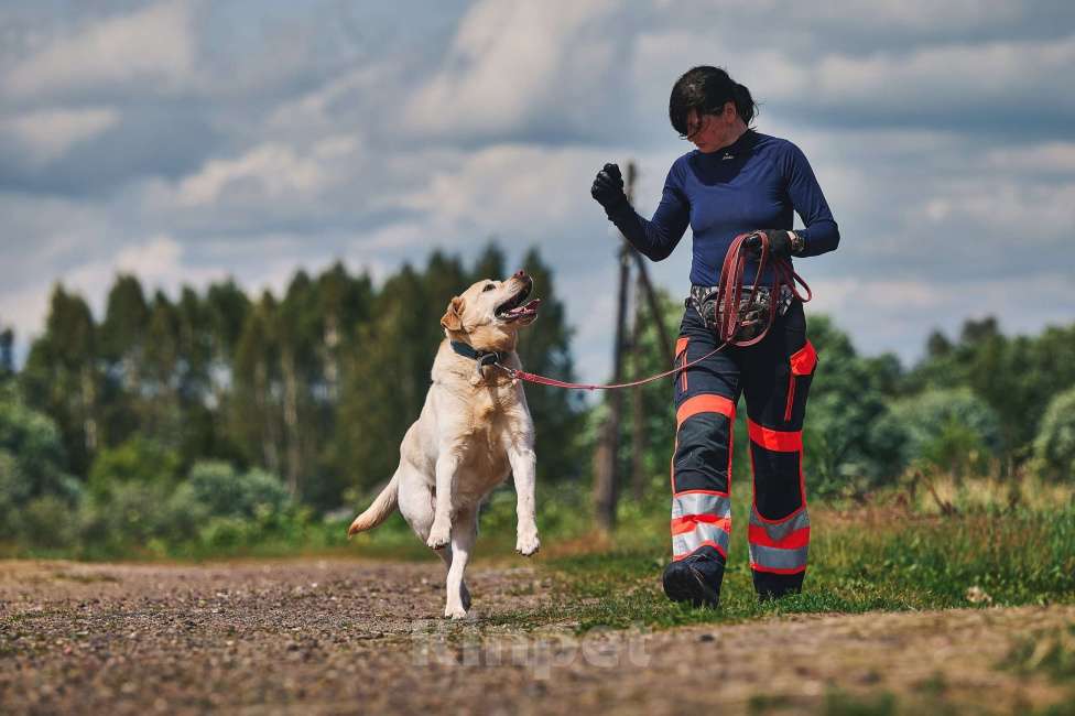 Собаки в Москве: Лабрадор Марио в добрые руки Мальчик, 1 руб. - фото 7