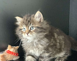 Кошки в Перми: Сибирские котята Мальчик, 45 000 руб. - фото 2