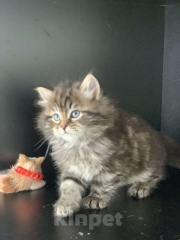 Кошки в Перми: Сибирские котята Мальчик, 45 000 руб. - фото 2