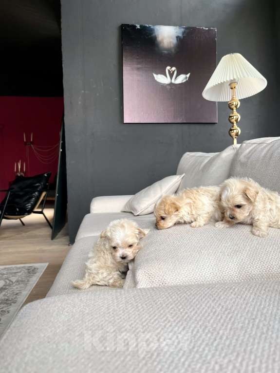 Собаки в Санкт-Петербурге: Мальтипу f1 микро Мальчик, 250 000 руб. - фото 2