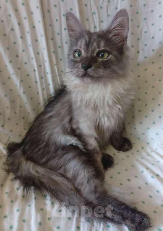 Кошки в Москве: Сибирская кошечка редкого окраса голубое серебро Девочка, Бесплатно - фото 4