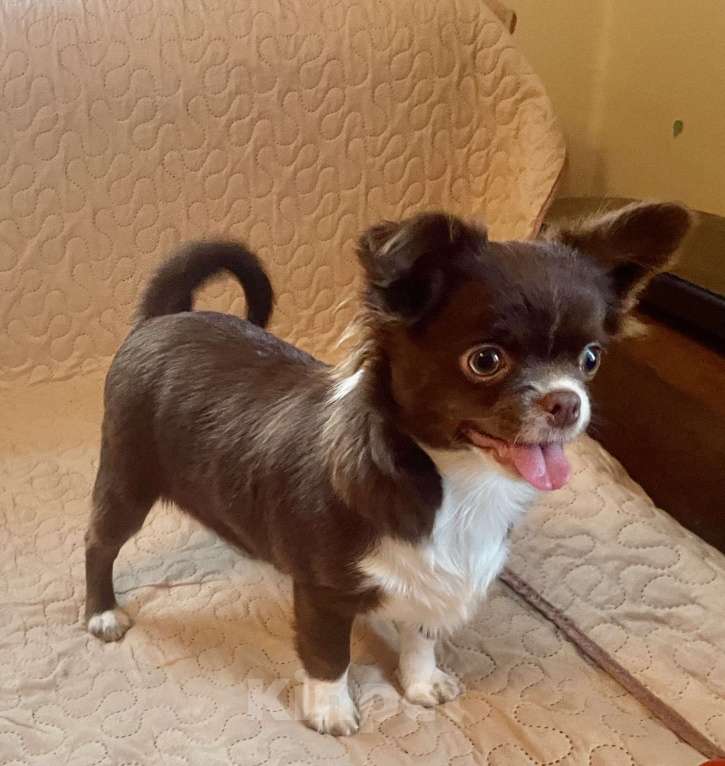 Собаки в Санкт-Петербурге: Шоколадная девочка чихуа Девочка, 60 000 руб. - фото 8