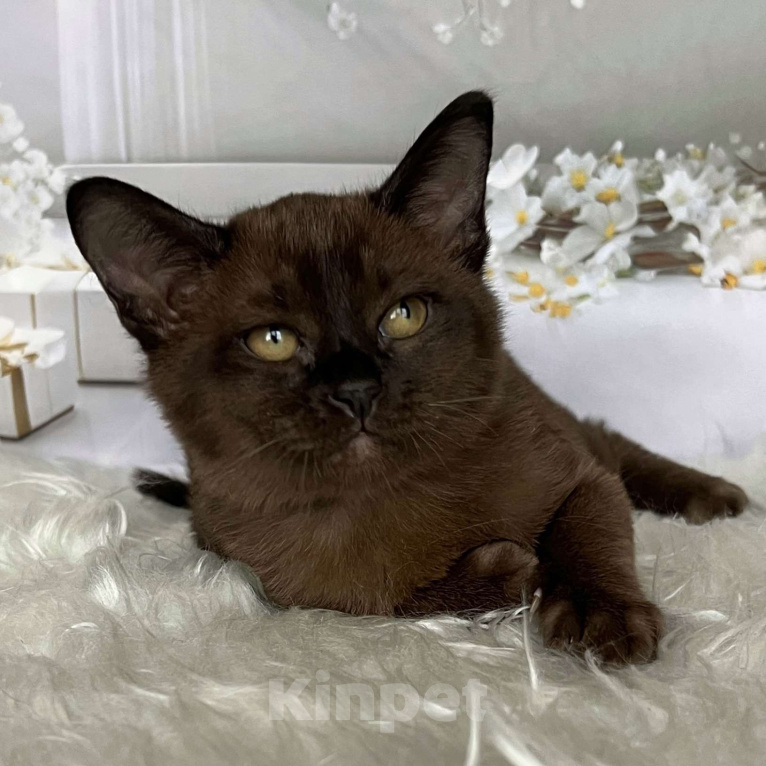 Кошки в Москве: Соболиный бурманский мальчик  Мальчик, 80 000 руб. - фото 3