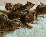 Кошки в Симферополе: Бенгальские котята, 40 000 руб. - фото 5