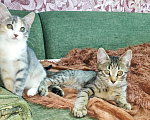 Кошки в Фролово: Котята в добрые руки, Бесплатно - фото 1