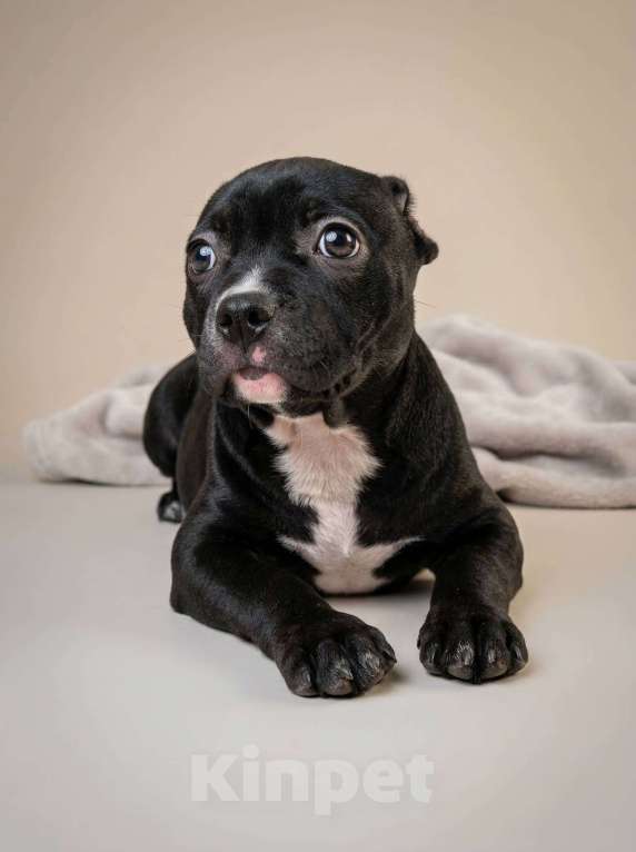 Собаки в других городах Московской области: Американский Булли Мальчик, 130 000 руб. - фото 3