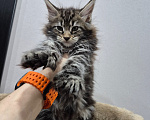 Кошки в Красногорске: Мейкун котенок полидакт Девочка, 30 000 руб. - фото 8