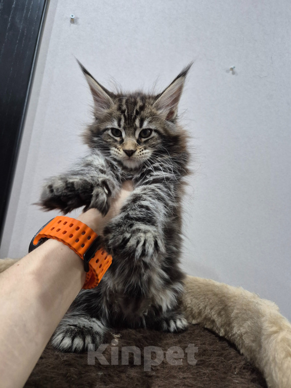 Кошки в Красногорске: Мейкун котенок полидакт Девочка, 30 000 руб. - фото 8