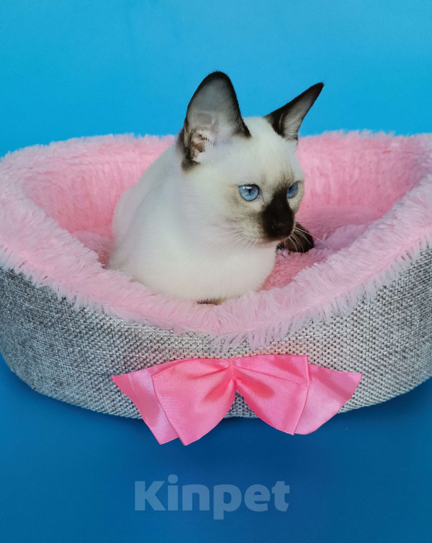 Кошки в Москве: Тайские котята из питомника Topaze De Lux  Девочка, Бесплатно - фото 2