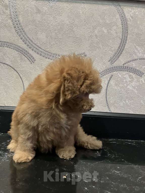 Собаки в Перми: Той Пудель! Девочка, 70 000 руб. - фото 2