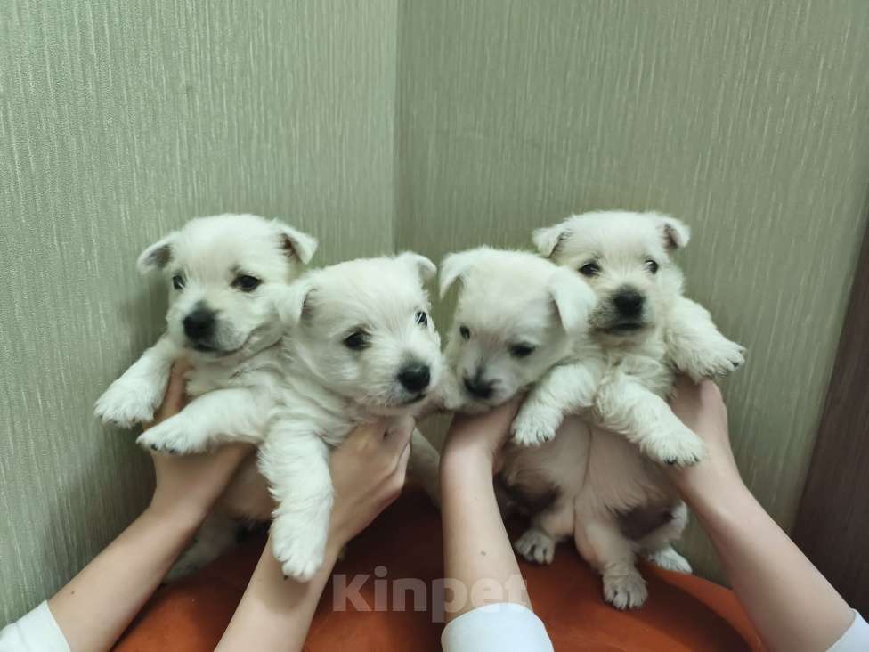 Собаки в Санкт-Петербурге: Вест-Хайлен-Вайт-Терьер Разнополые, 65 000 руб. - фото 3