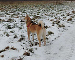 Собаки в Москве: Ищет дом метис акиты 7 мес. Мальчик, Бесплатно - фото 4