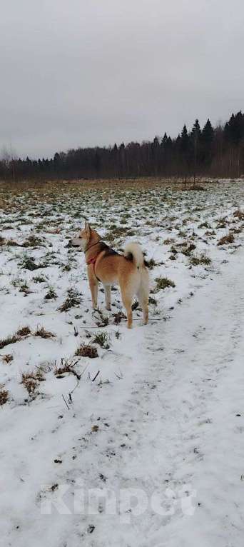 Собаки в Москве: Ищет дом метис акиты 7 мес. Мальчик, Бесплатно - фото 4