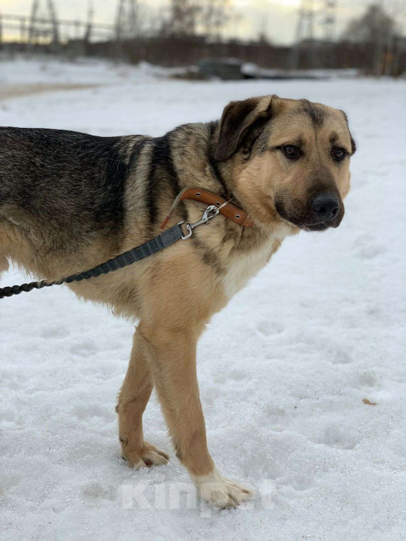 Собаки в Москве: Сэм Мальчик, Бесплатно - фото 3