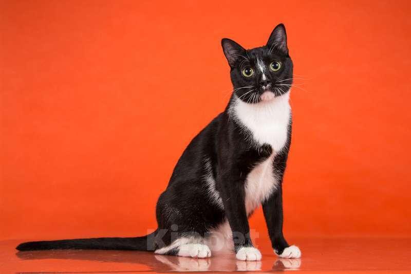 Кошки в Москве: Смышленый, ласковый молодой котик Ося ищет семью Мальчик, Бесплатно - фото 9