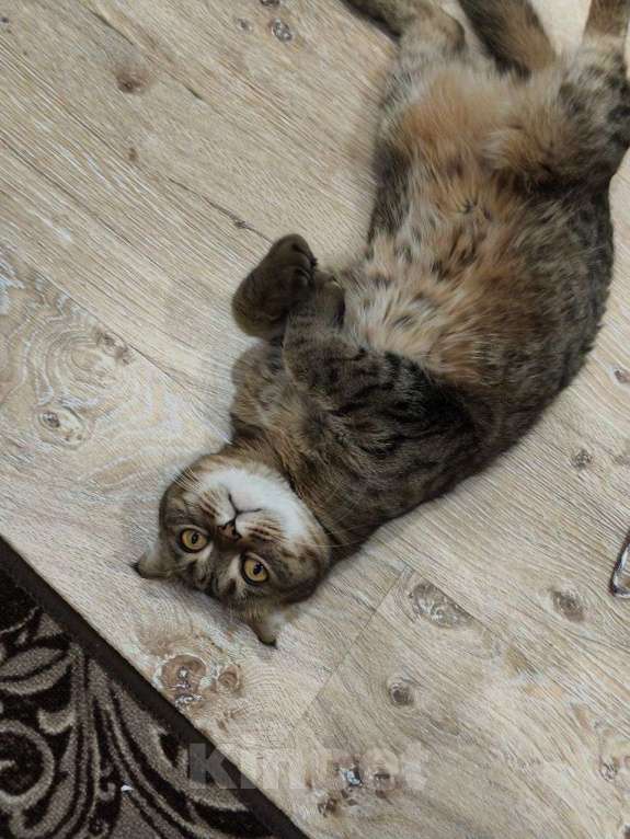 Кошки в Ростове-на-Дону: Британская короткошёрстная кошка Девочка, Бесплатно - фото 5