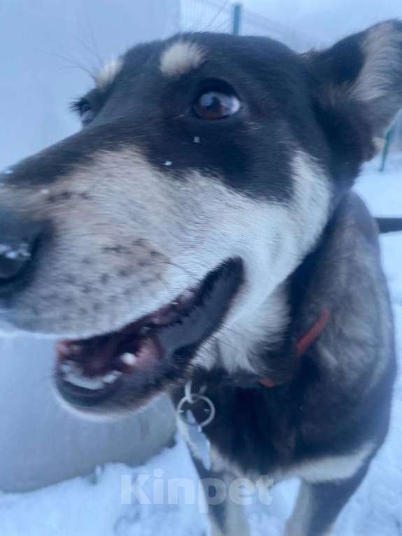 Собаки в Москве: Белоснежка ищет дом Девочка, Бесплатно - фото 4