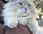 Кошки в Москве: Шикарный котище, с голубыми глазами и еще ничей. Мальчик, Бесплатно - фото 1