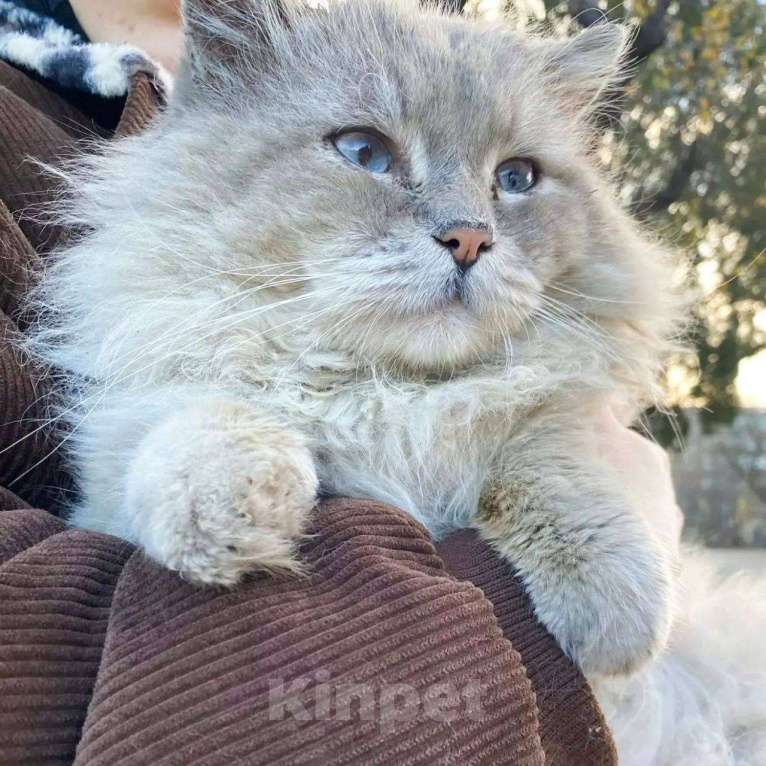 Кошки в Москве: Шикарный котище, с голубыми глазами и еще ничей. Мальчик, Бесплатно - фото 1