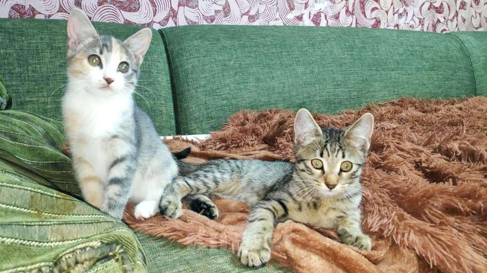 Кошки в Фролово: Котята в добрые руки, Бесплатно - фото 1