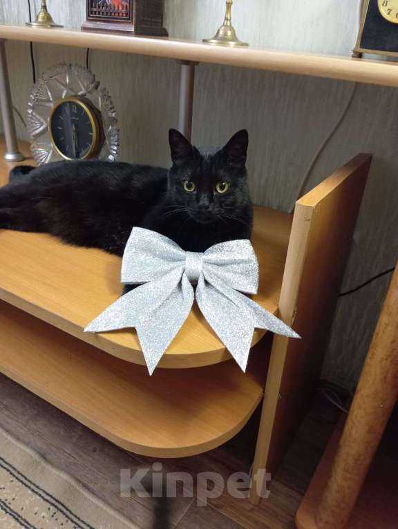 Кошки в Хабаровске: Котик в добрые руки Мальчик, Бесплатно - фото 2