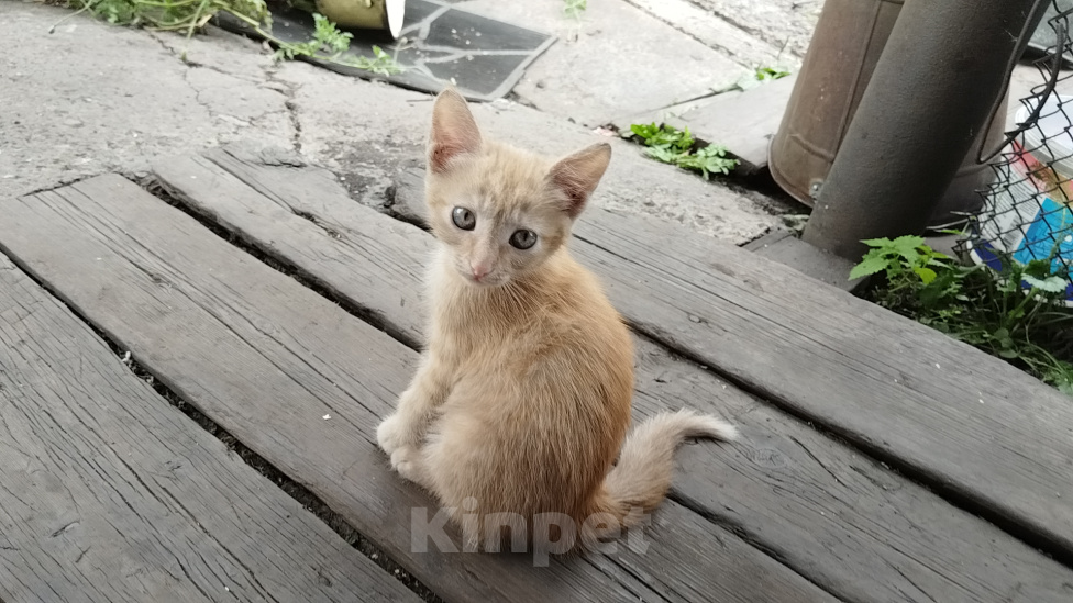 Кошки в Ленинске-Кузнецком: Отдам котенка девочку в добрые руки Девочка, Бесплатно - фото 2