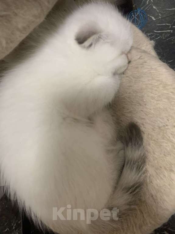 Кошки в Санкт-Петербурге: Бэлла Девочка, 30 000 руб. - фото 4