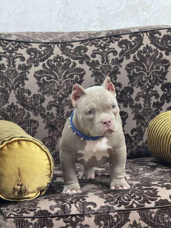 Собаки в Москве: Американский булли мальчик Мальчик, 90 000 руб. - фото 5