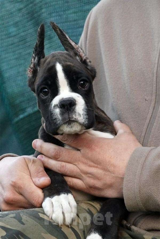 Собаки в Москве: Щенок боксер девочка  Девочка, Бесплатно - фото 2