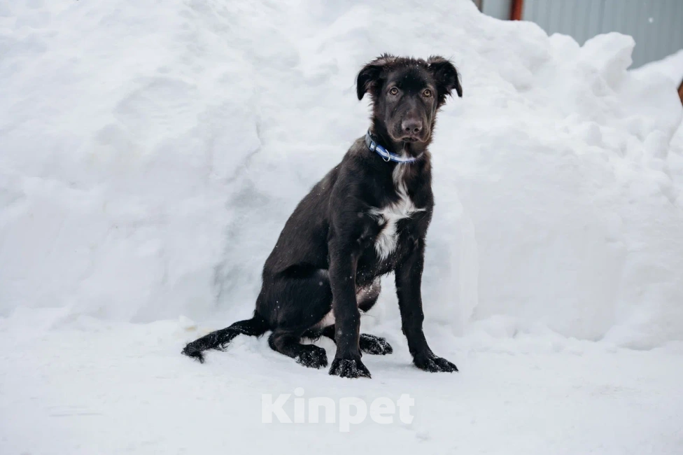 Собаки в Видном: Щенок Чип ищет дом Мальчик, Бесплатно - фото 4