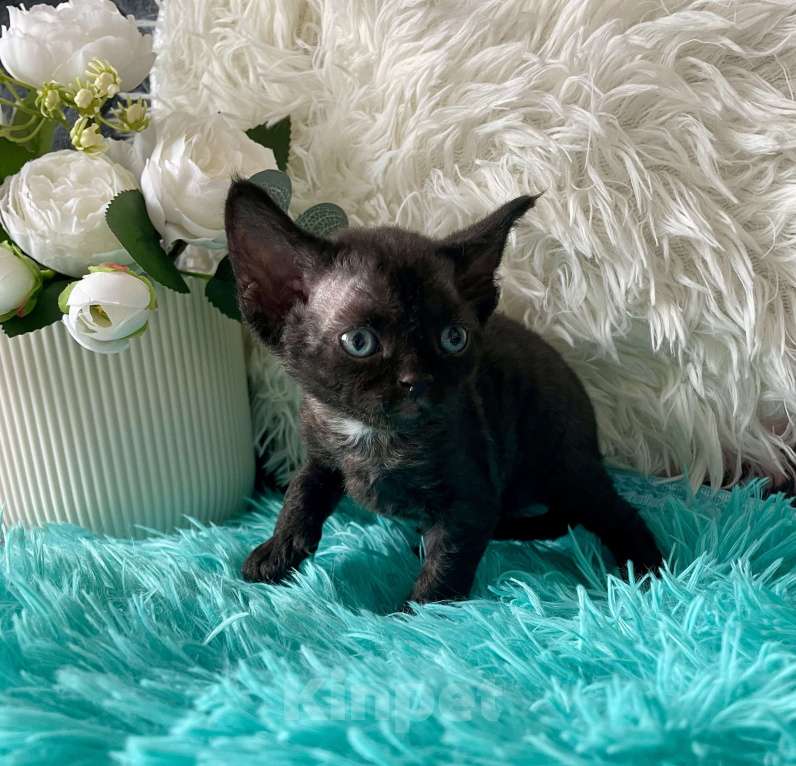 Кошки в Москве: Котенок Девон Рекс девочка черный биколор Девочка, 75 000 руб. - фото 6