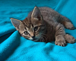 Кошки в Москве: Котеночек Труша ищет дом! Девочка, Бесплатно - фото 2