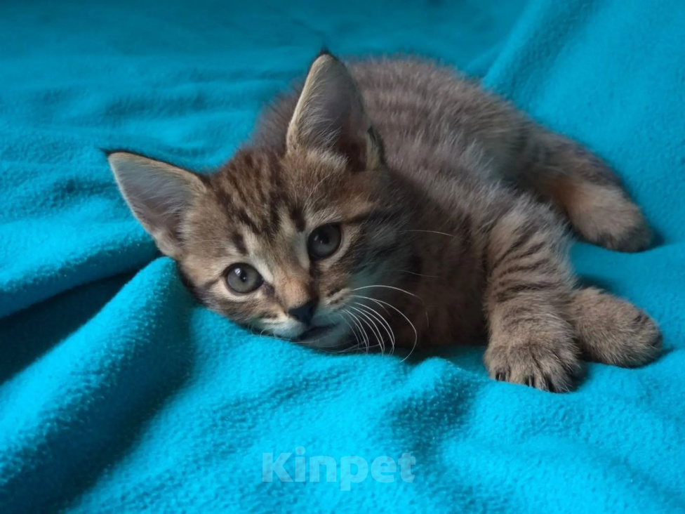 Кошки в Москве: Котеночек Труша ищет дом! Девочка, Бесплатно - фото 2