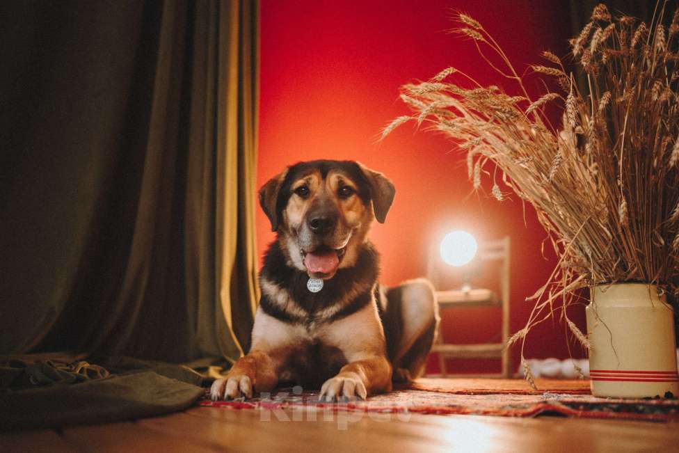 Собаки в Москве: Идеальная собака, очень умная и послушная Девочка, Бесплатно - фото 4