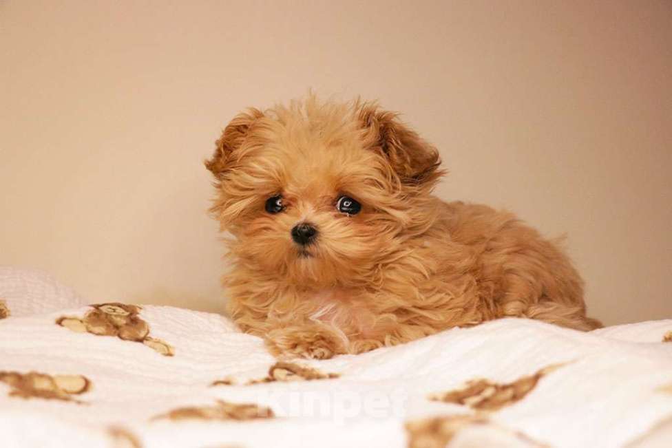 Собаки в Москве: Мальтипу микро девочка  Девочка, 190 000 руб. - фото 6